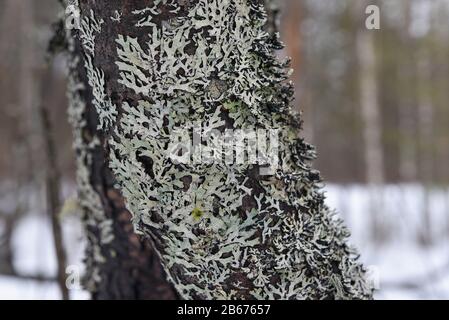 Willow trunk close-up, overgrown with moss and lichen. Stock Photo