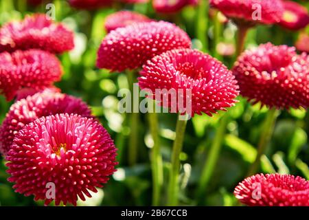 A lot of pink daisies with blurred background. (Bellis perennis) Stock Photo