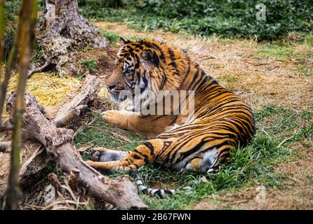 A Sumatran Tiger Laying On The Ground Looking At Somthing Stock Photo