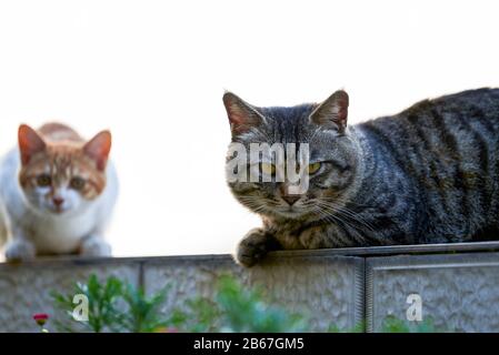 Two cute domestic cats basking in the sun Stock Photo