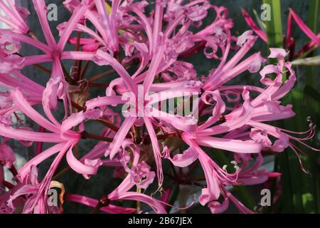 Pink nerine, Nerine bowdenii, flowers in full flower in the autumn with a background of leaves and soil. Stock Photo