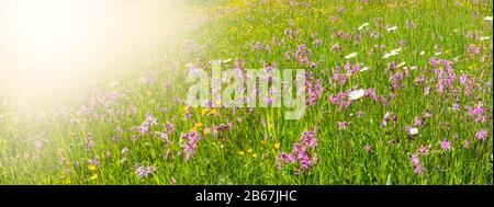 Blumenwiese mit Frühlingsblumen und Sonnenstrahlen Stock Photo