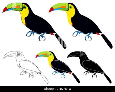 keel billed toucans bird colored Stock Vector