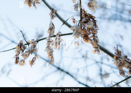 Some dry leaves looks like a flowers in winter Stock Photo