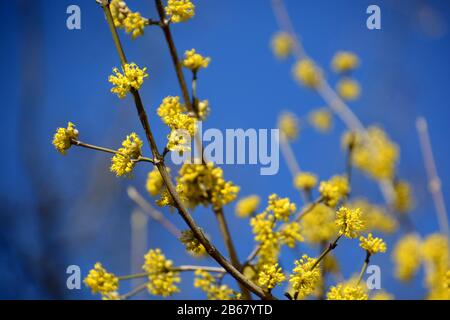 cornelian cherry branch with small yellow flowers in front of blue azure sky, early spring flowers of cornus mas Stock Photo