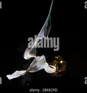 Bursting balloon full of coloured powder and glitter on a black background Stock Photo