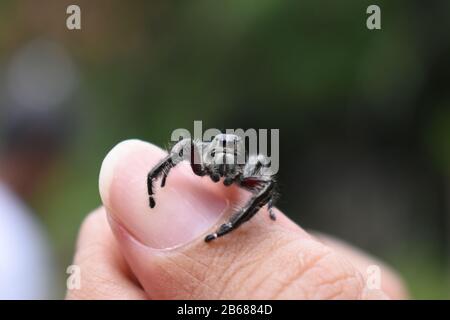 A jumping spider crawl on thumb. Surakarta, Indonesia. Stock Photo