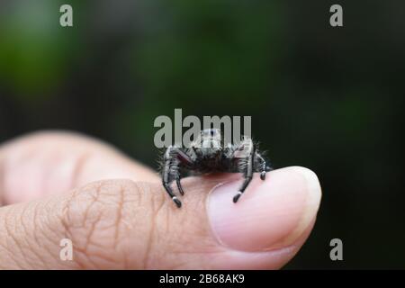 A black jumping spider crawl on thumb. Surakarta, Indonesia Stock Photo