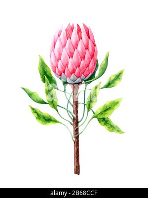 Hand painted watercolor protea flower Stock Photo