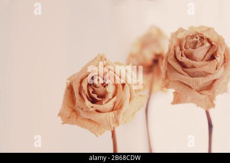 Dry beige roses bouquet on cream background Stock Photo
