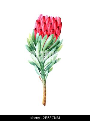 Hand painted watercolor red protea flower Stock Photo