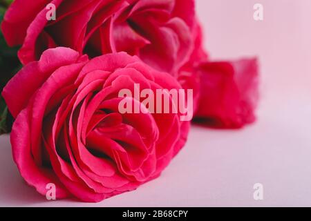 Colorful floral Bouquet of pink flowers roses on pink background with copy space, close up. Roses frame. Spring festive flowers for Mothers Day Stock Photo
