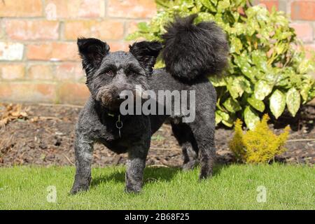 cute black terrier dog standing looking at the camera with ears pricked up and prominent bushy tail Stock Photo