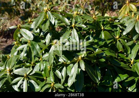 leaves and buds of a rhododendron gomer waterer plant in march, closed rhododendron buds in early spring sun Stock Photo