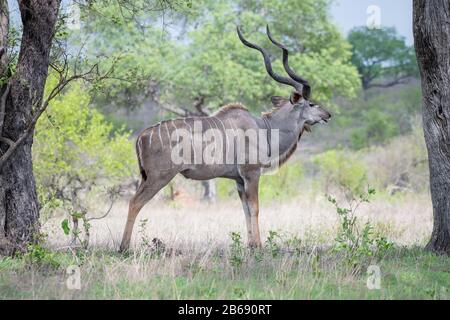 A male kudu, Tragelaphus strepsiceros, stands in an open clearing, looking out of frame, large horns Stock Photo