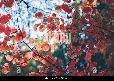 Dapple sunlight shining through bright red maple leaves in Autumn Stock Photo