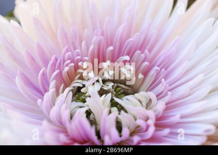 Chrysanthemums sometimes called mums or chrysanths Stock Photo