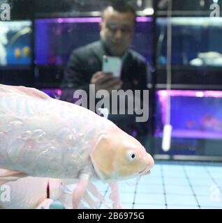 Anshan, China's Liaoning Province. 10th Mar, 2020. A vendor sells pet fish via online live broadcast at a market in Anshan, northeast China's Liaoning Province, March 10, 2020. The pet fish market has reopened since March 6 with necessary protection measures taken to fight against novel coronavirus. It also guided vendors to sell pet fish via online live broadcast and help them cut losses. Credit: Yao Jianfeng/Xinhua/Alamy Live News Stock Photo