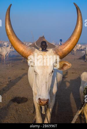 Long horns cows in a Mundari tribe camp, Central Equatoria, Terekeka, South Sudan Stock Photo