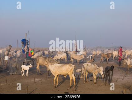 Long horns cows in a Mundari tribe camp, Central Equatoria, Terekeka, South Sudan Stock Photo