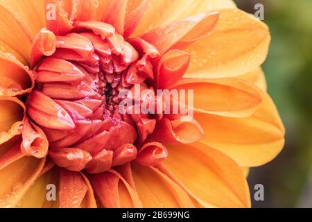 centre view of a dahlia with water drops