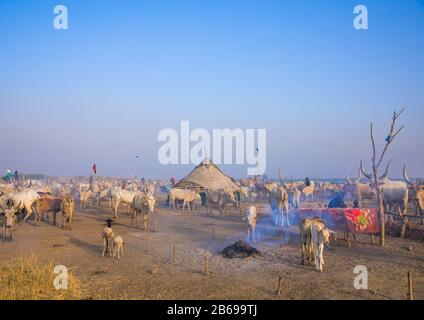 Long horns cows in a Mundari tribe camp, Central Equatoria, Terekeka, South Sudan Stock Photo