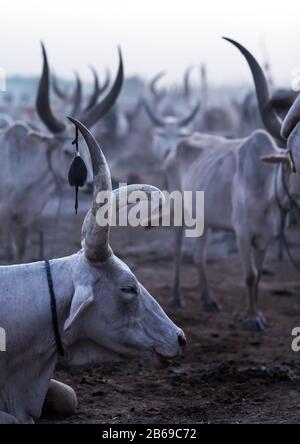 Long horns cows in a Mundari tribe camp, Central Equatoria, Terekeka, South Sudan Stock Photo