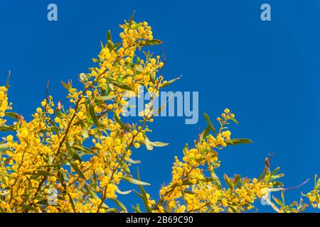 Mimosa branches in bloom over blue sky in Portugal Stock Photo