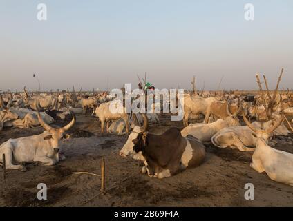 Long horns cows in a Mundari tribe camp, Central Equatoria, Terekeka, South Sudan Stock Photo