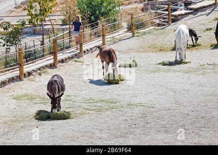 Woman volunteer feeding donkey with grass on a farm in Cappadocia Stock Photo