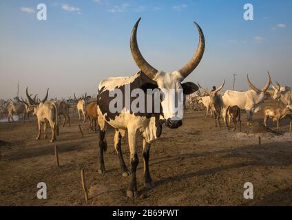 Long horns cows in a Mundari tribe camp, Central Equatoria, Terekeka, South Sudan Stock Photo