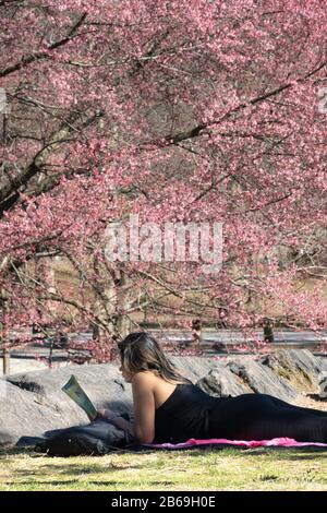 Central Park is beautiful When the Cherry Trees start Blooming Early NYC, USA Stock Photo