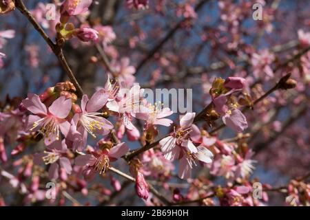 Central Park is beautiful when the Cherry Trees start Blooming Early NYC, USA Stock Photo