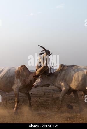 Long horns cows fighting in a Mundari tribe camp, Central Equatoria, Terekeka, South Sudan Stock Photo