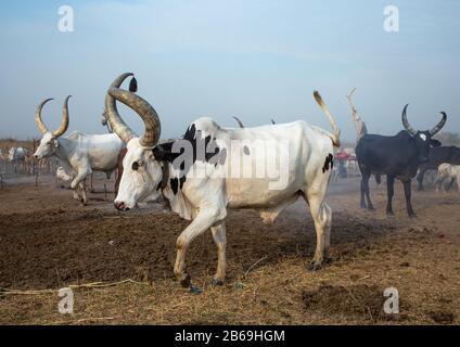 Long horns cows in a Mundari tribe camp, Central Equatoria, Terekeka, South Sudan Stock Photo