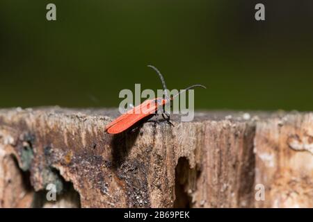 Red-brown longhorn beetle is sitting on a tree stump. Wood beetle pest.