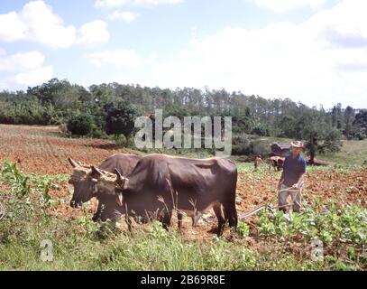 Vinales Valley,Cuba-April 04,2019: Cuban farmer ploughing field with traditional plough pulled by oxen on tobacco plantation with at the background hi Stock Photo