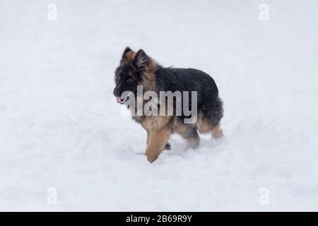 Long haired german shepherd dog puppy is walking on a white snow in the winter park. Pet animals. Purebred dog. Stock Photo