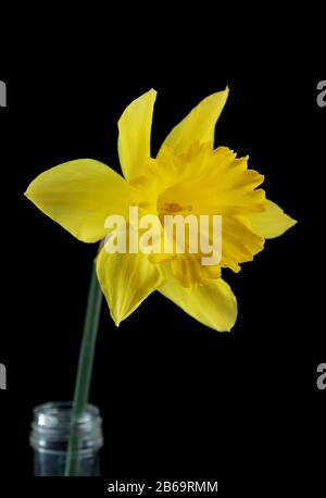 Yellow daffodil isolated on black background Stock Photo