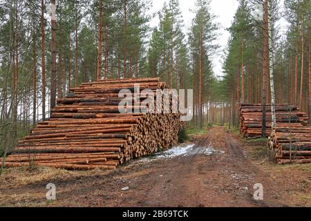 Log piles by logging road in pine forest in early spring. South of Finland. March 2020. Stock Photo