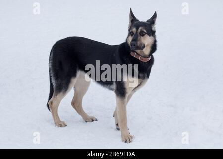 Cute east european shepherd dog is standing on a white snow in the winter park. Pet animals. Purebred dog. Stock Photo