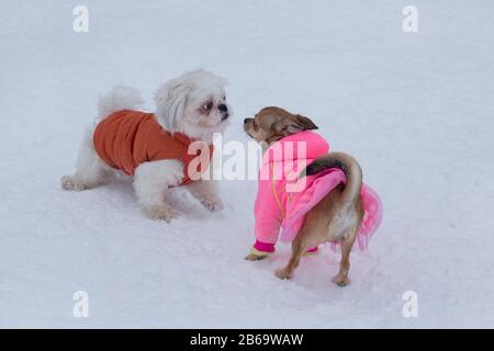 Cute shih tzu puppy and chihuahua puppy are playing on a white snow in the winter park. Pet animals. Stock Photo