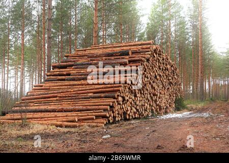 Very large pile of pine logs on a logging site in pine forest in early spring with fog around treetops. Finland. March 2020. Stock Photo
