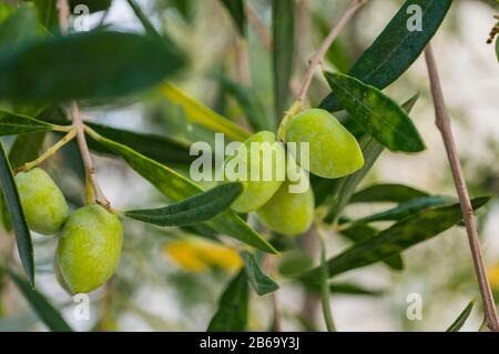 Green olives on branches close up. Soft focus. Stock Photo