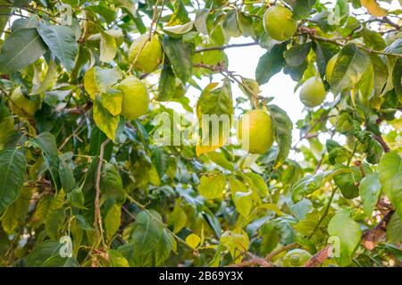 Ripening lemons on the branches of a tree. Harvest time is coming Stock Photo