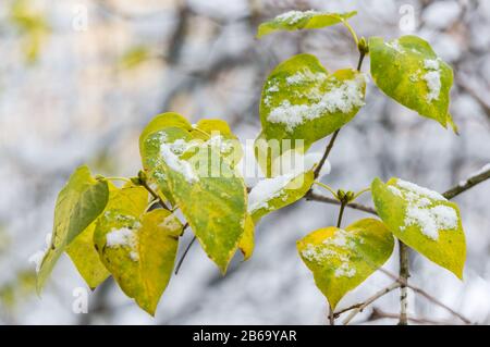 The first snow on the yellow leaves close-up. Soft focus, shallow depth of field Stock Photo