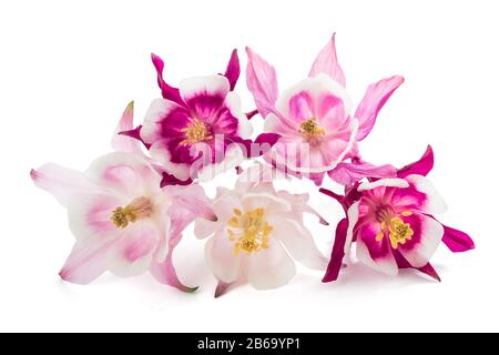 Aquilegia vulgaris (European columbine ) isolated on white background Stock Photo