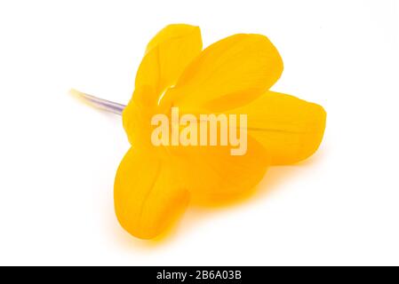 Yellow Crocus flower isolated on white Stock Photo