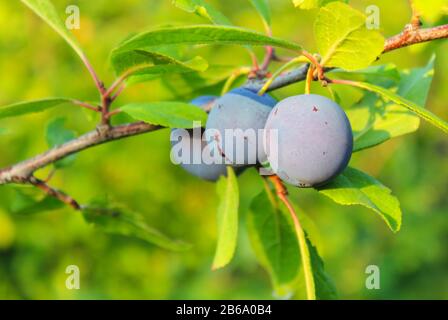 Ripe plums on a branch in the garden Stock Photo