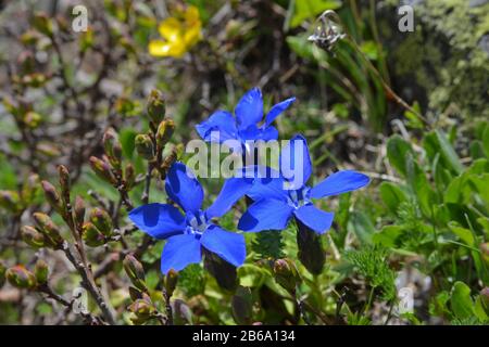 Gentiana verna on alpine meadow. Close-up. Stock Photo